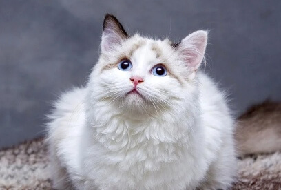 고양이 간 건강을 위한 관리 방법
