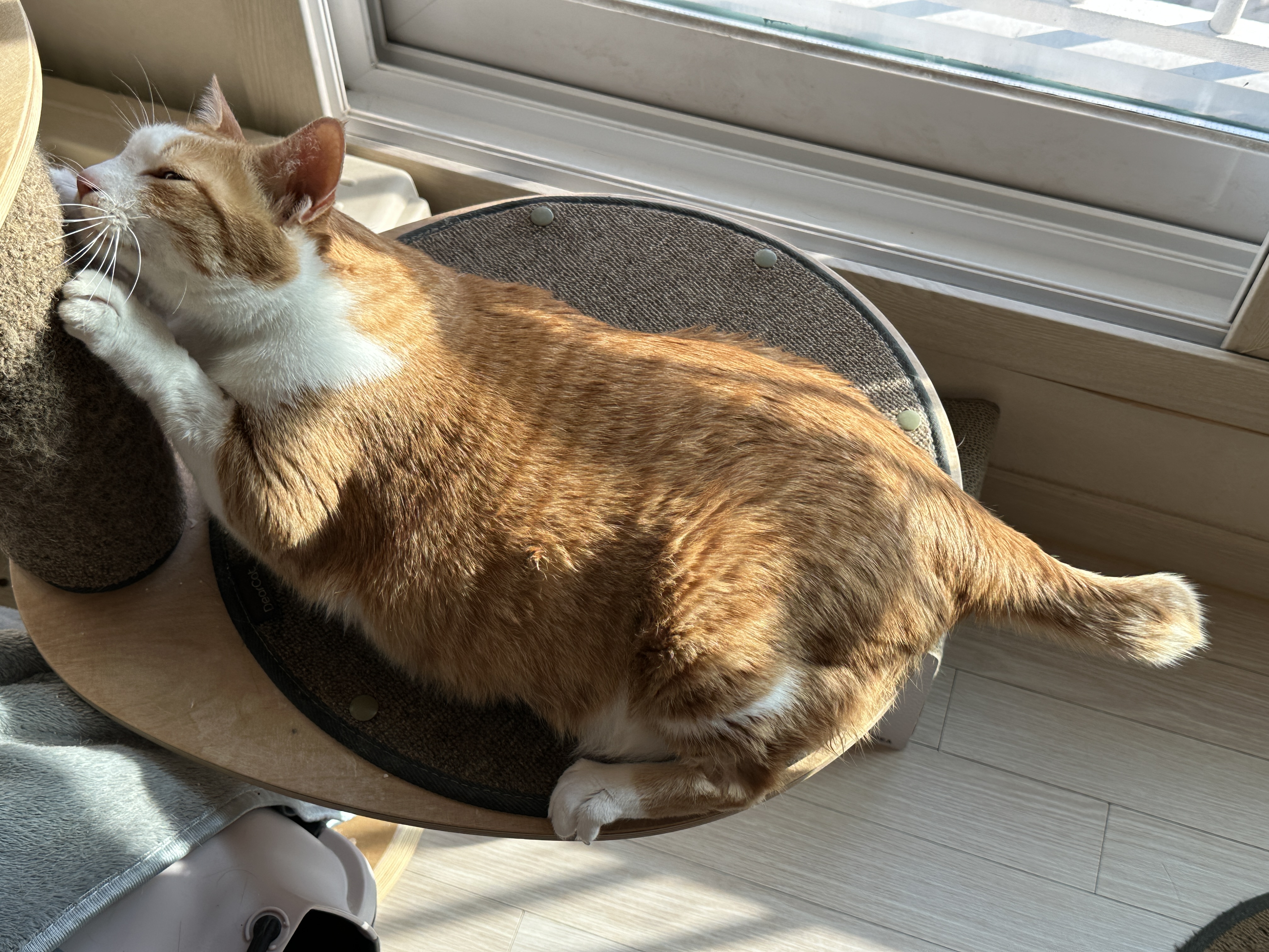 캣폴에_매달려_스크래칭중인_호야