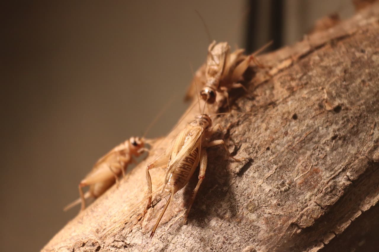 곤충 단백질, 미래 식량의 대안이 될 수 있을까?