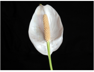 바이오필릭 인테리어, 내 집에 자연을 들이다