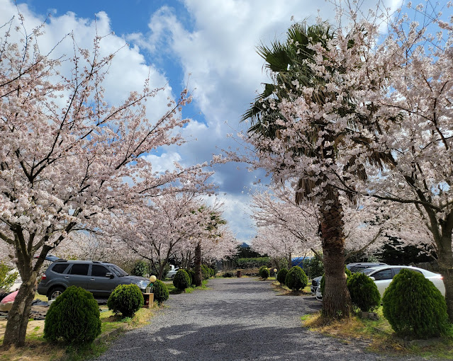 제주도 '벨리타 캠핑장' 미리보기