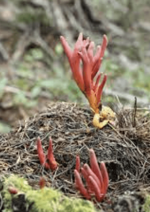 붉은사슴뿔버섯