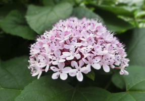 신안 도초도 수국축제