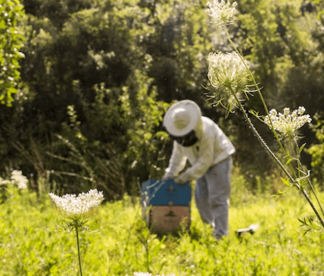 그린 프로폴리스 추천 - 개요