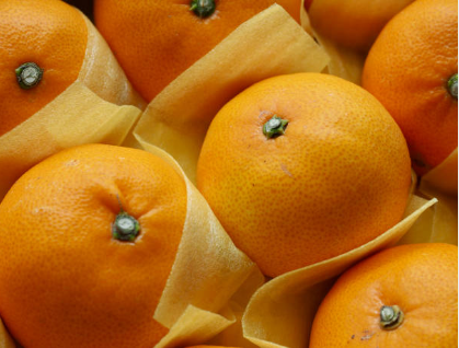 한라봉 천혜향 레드향 효능과 특징 차이점