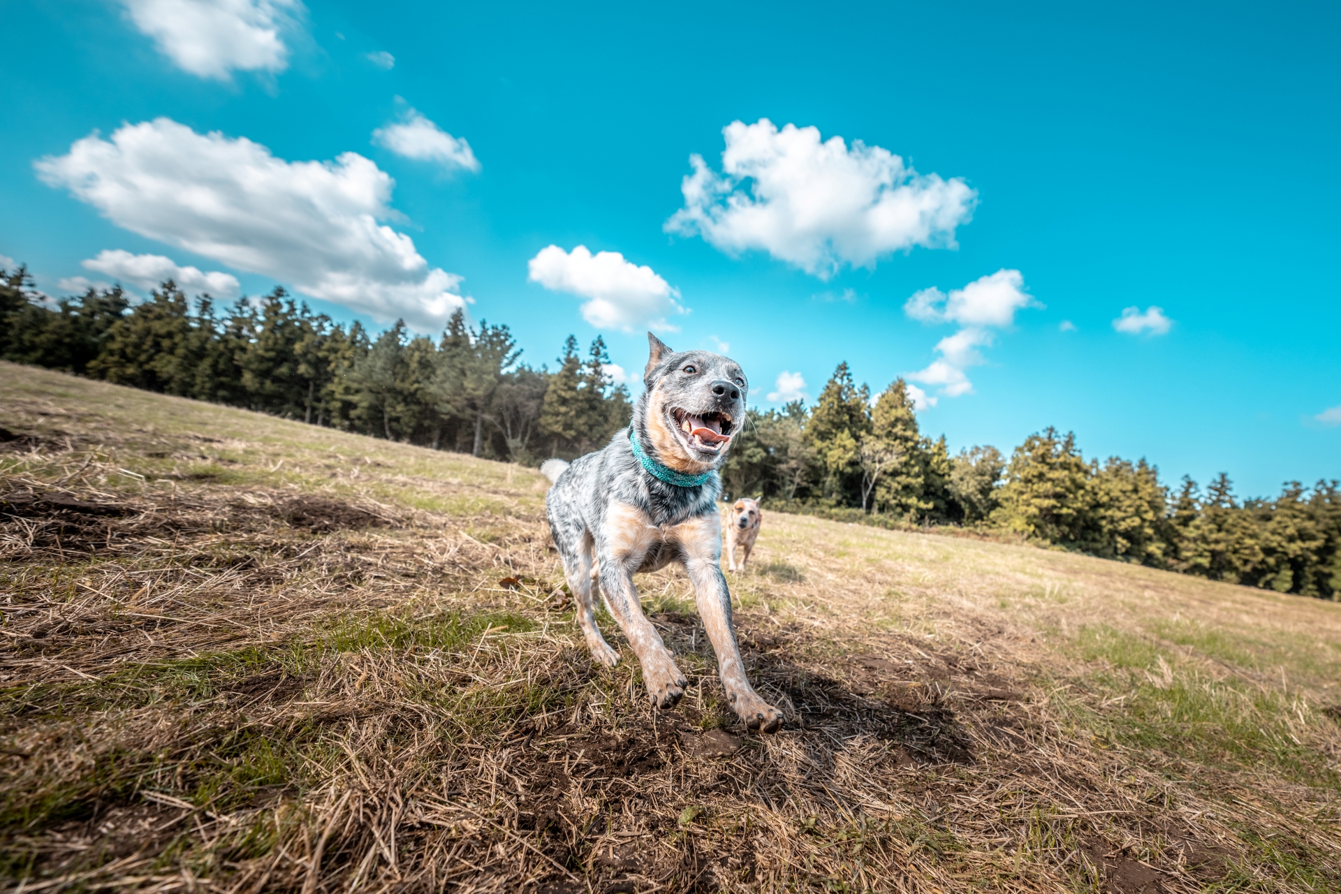 반려견 산책 사진