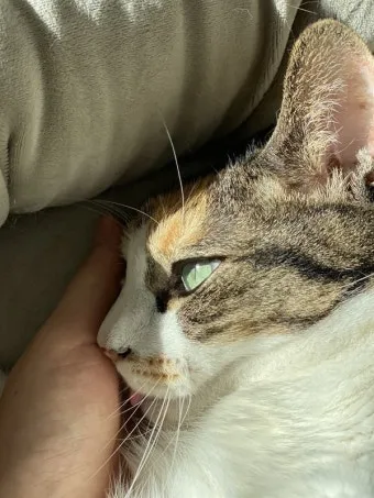 고양이 털 알레르기 완화 방법과 생활 관리 팁_13