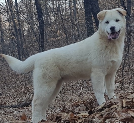 풍산개