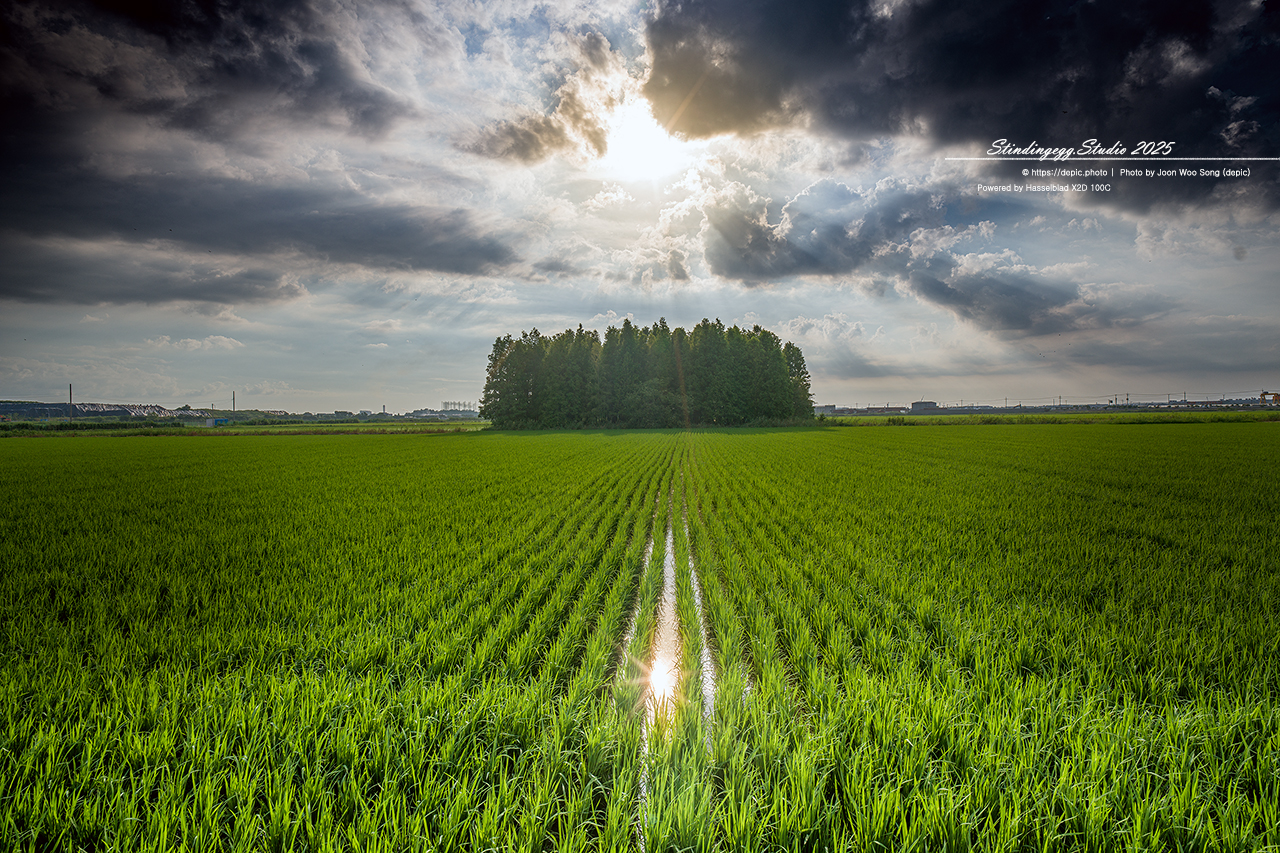 #군산 #옥녀교차로 #메타쉐콰이어