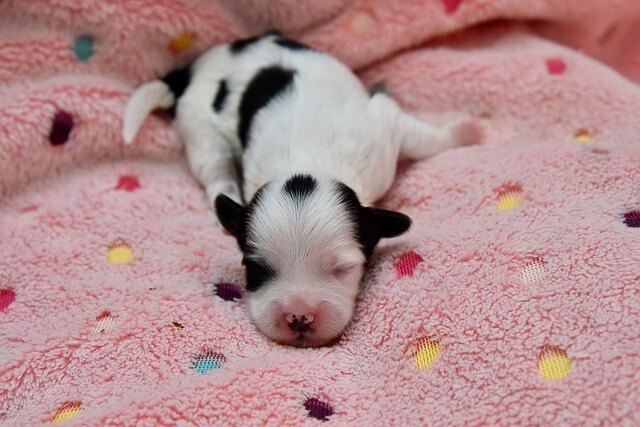 반려동물등록제