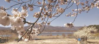 충남 벚꽃 명소 대전 벚꽃명소