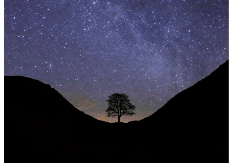 Sycamore Gap Tree