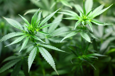 해리스 관련주-대마초