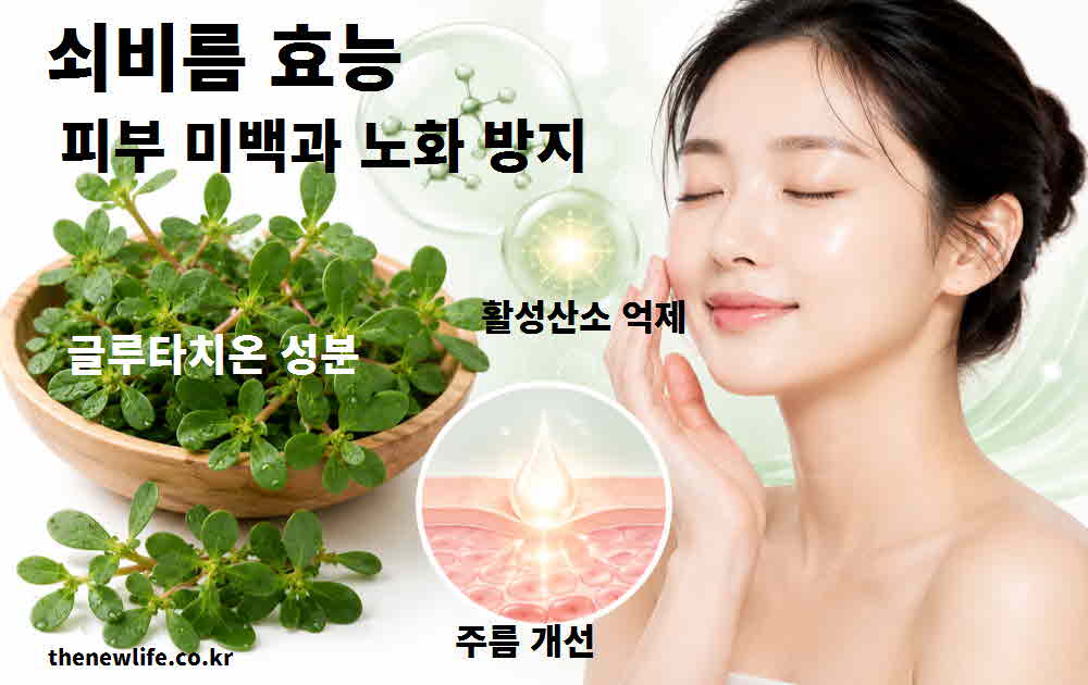 쇠비름 효능 피부 미백 노화 방지