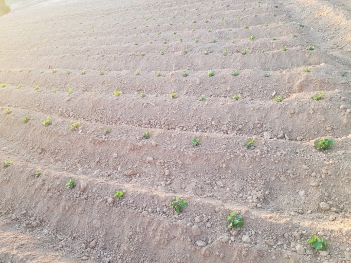 파종 간격과 씨앗 심는 깊이