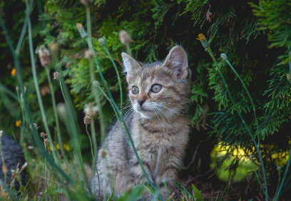 고양이, 인간 곁의 우아한 이방인: 독립적인 듯 다정한, 그들의 세계를 들여다보다