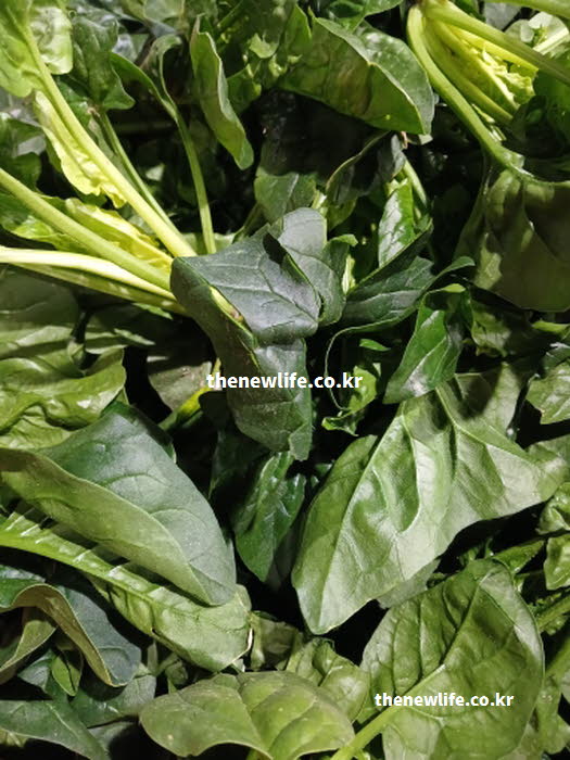 시금치 효능으로 장 건강 개선에 필수적인 식이섬유를 보여주는 실사진