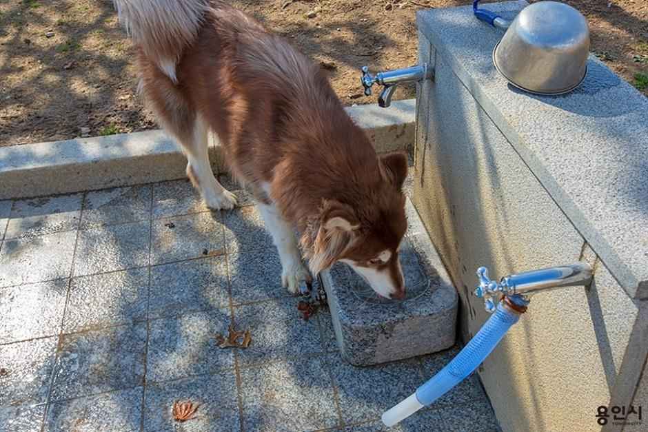 기흥호수공원 반려동물놀이터