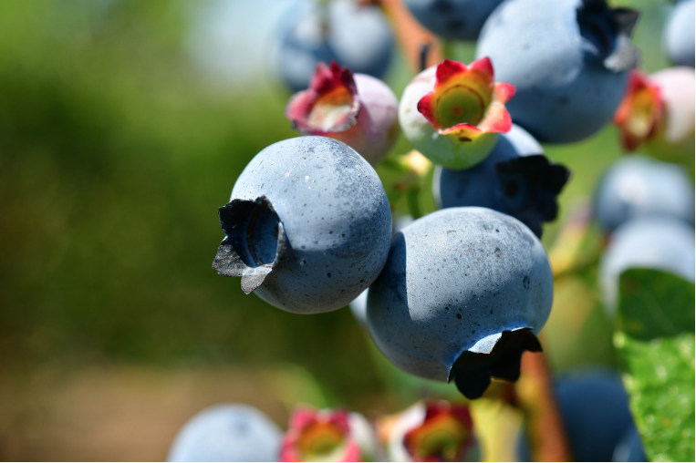 다이어트를 위한 최고의 슈퍼푸드