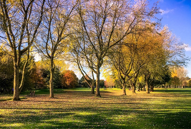 노란 단풍의 골프장