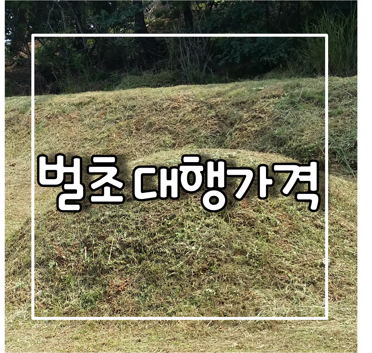 벌초대행가격
