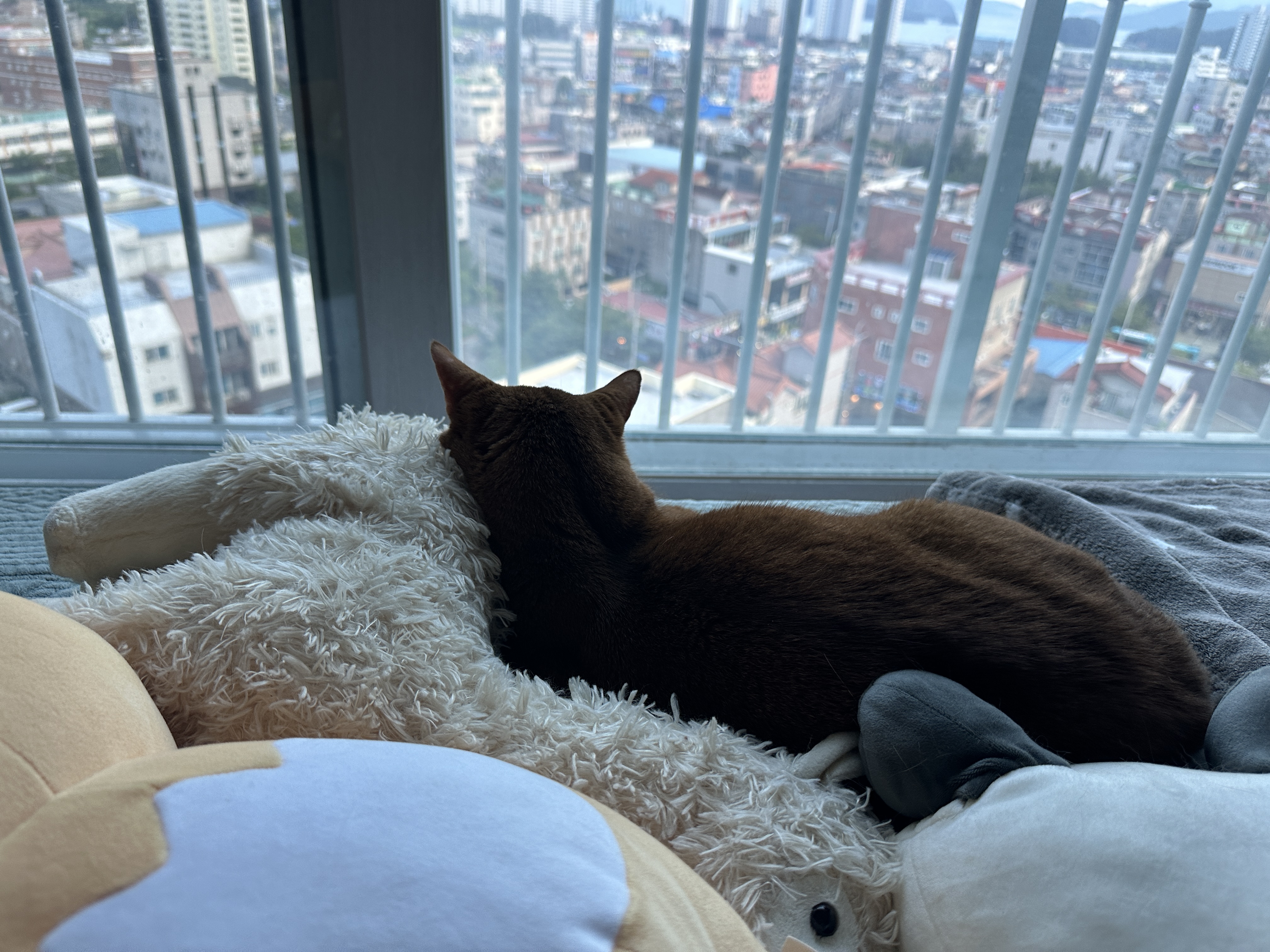 인형에_기대서_자고_있는_아비시니안_루나