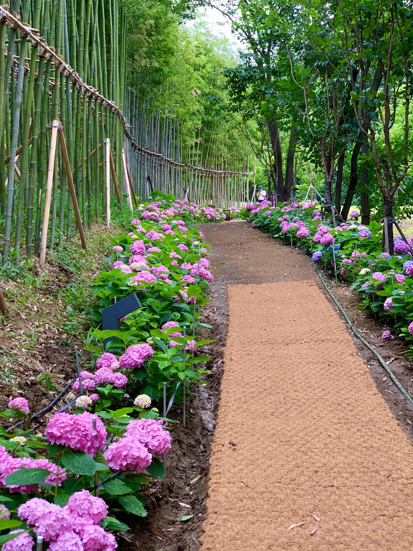 구미다온숲 수국핀 모습입니다.