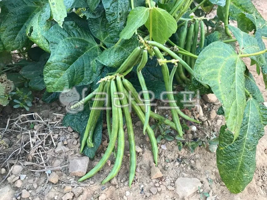 팥 재배 파종 적기 배수로 만들기 수확 건조_1