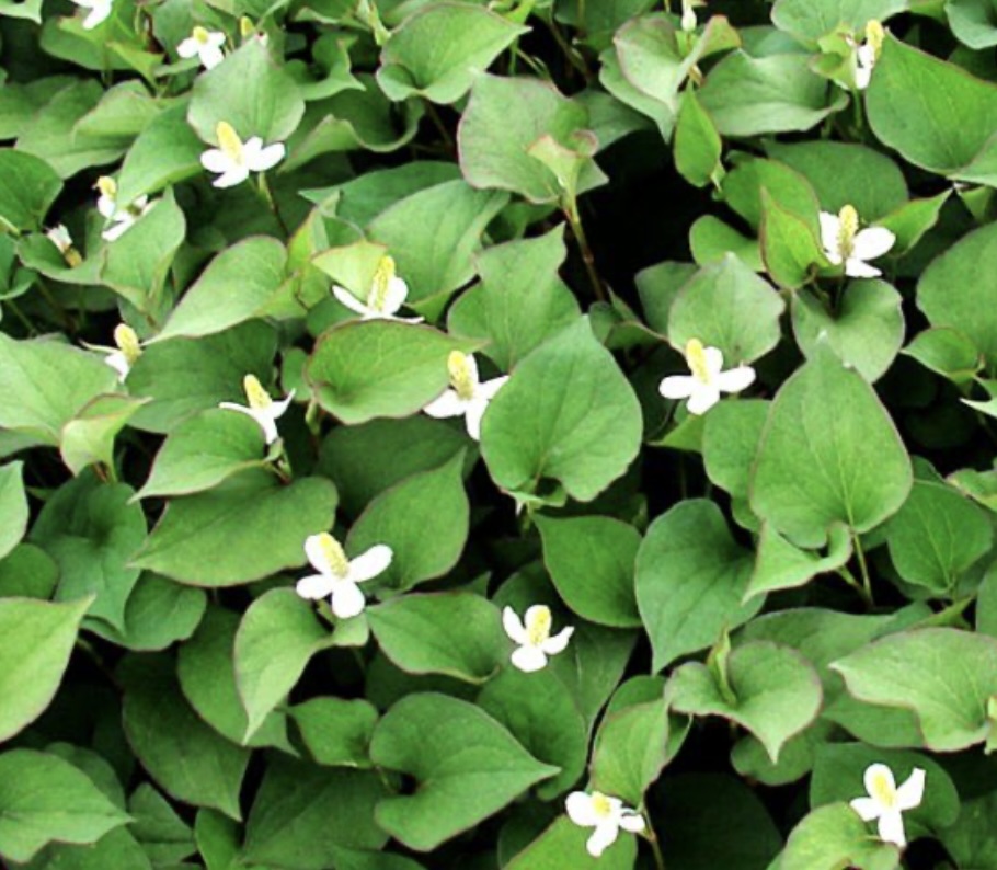 어성초액을 활용한 피부 관리 방법