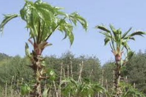 엄나무 효능 부작용 재배방법 총정리(최신)