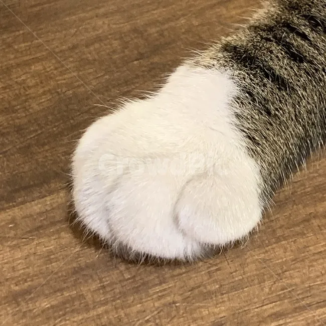 고양이 발톱 빠짐 피 염증_1