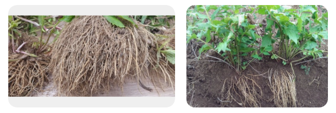 발레리안-뿌리-효능