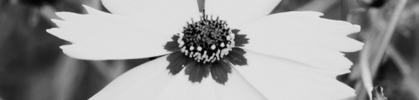 금계국 ≠ 코스모스