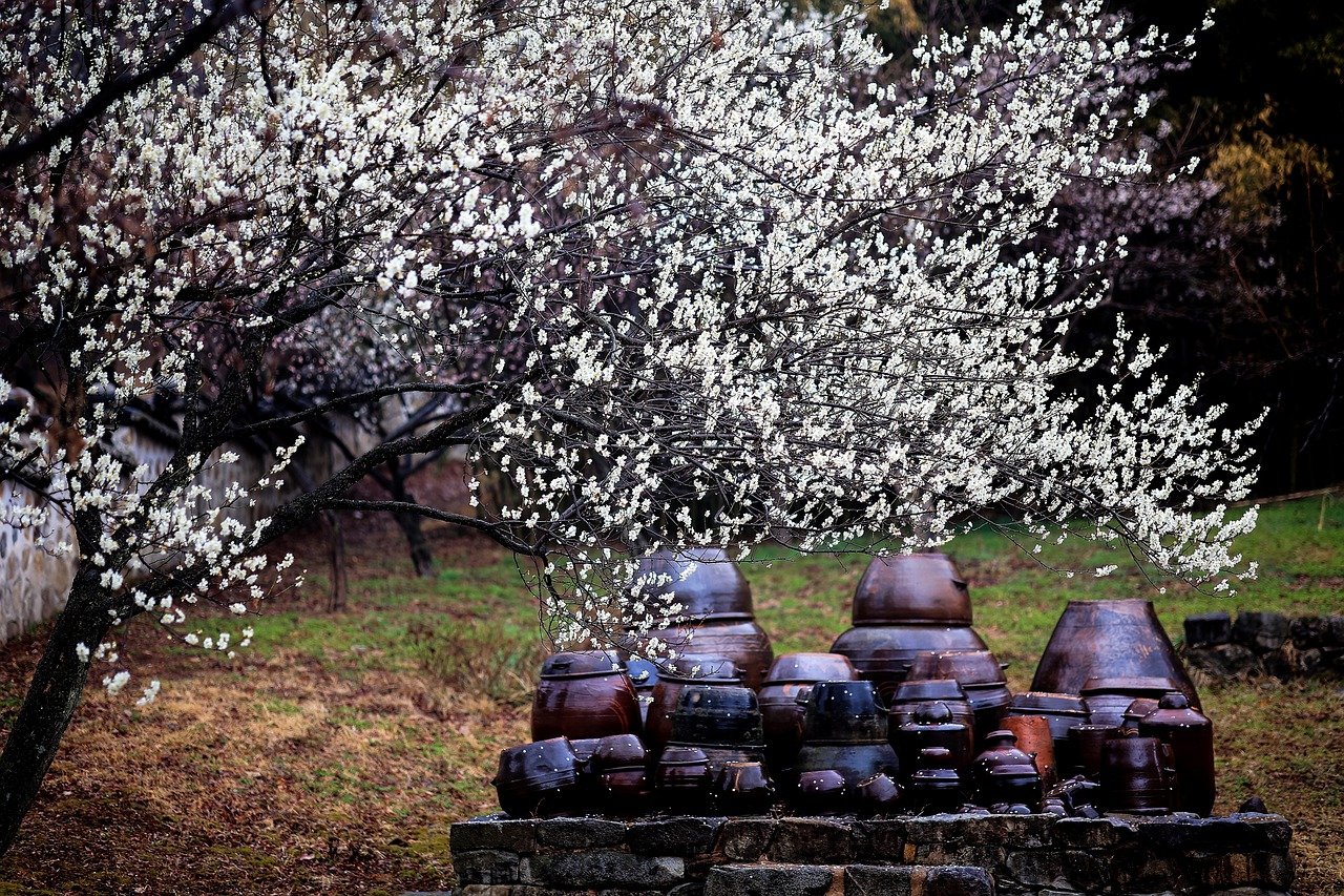 2025년 전국 매화축제 일정 총정리(양평매화마을 광양 양산원동 구례 부산대저)