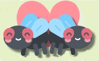 러브버그 출몰시기 및 퇴치방법