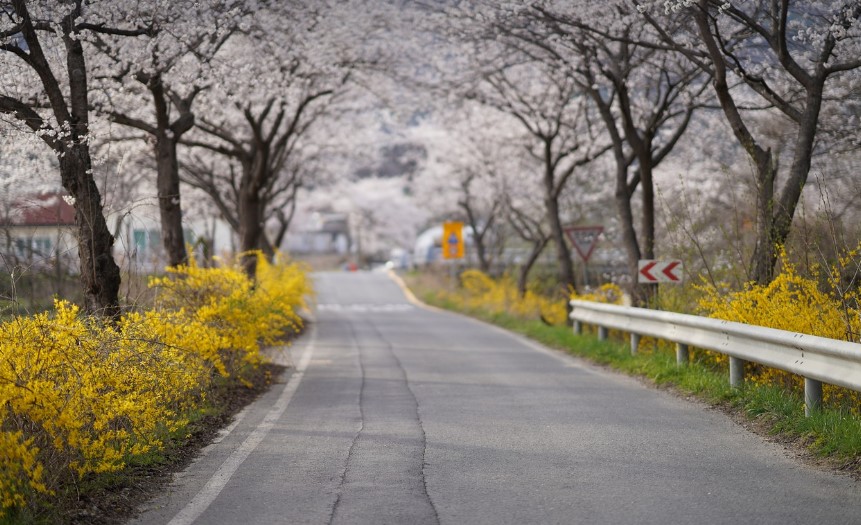 벚꽃이 핀 길 사진