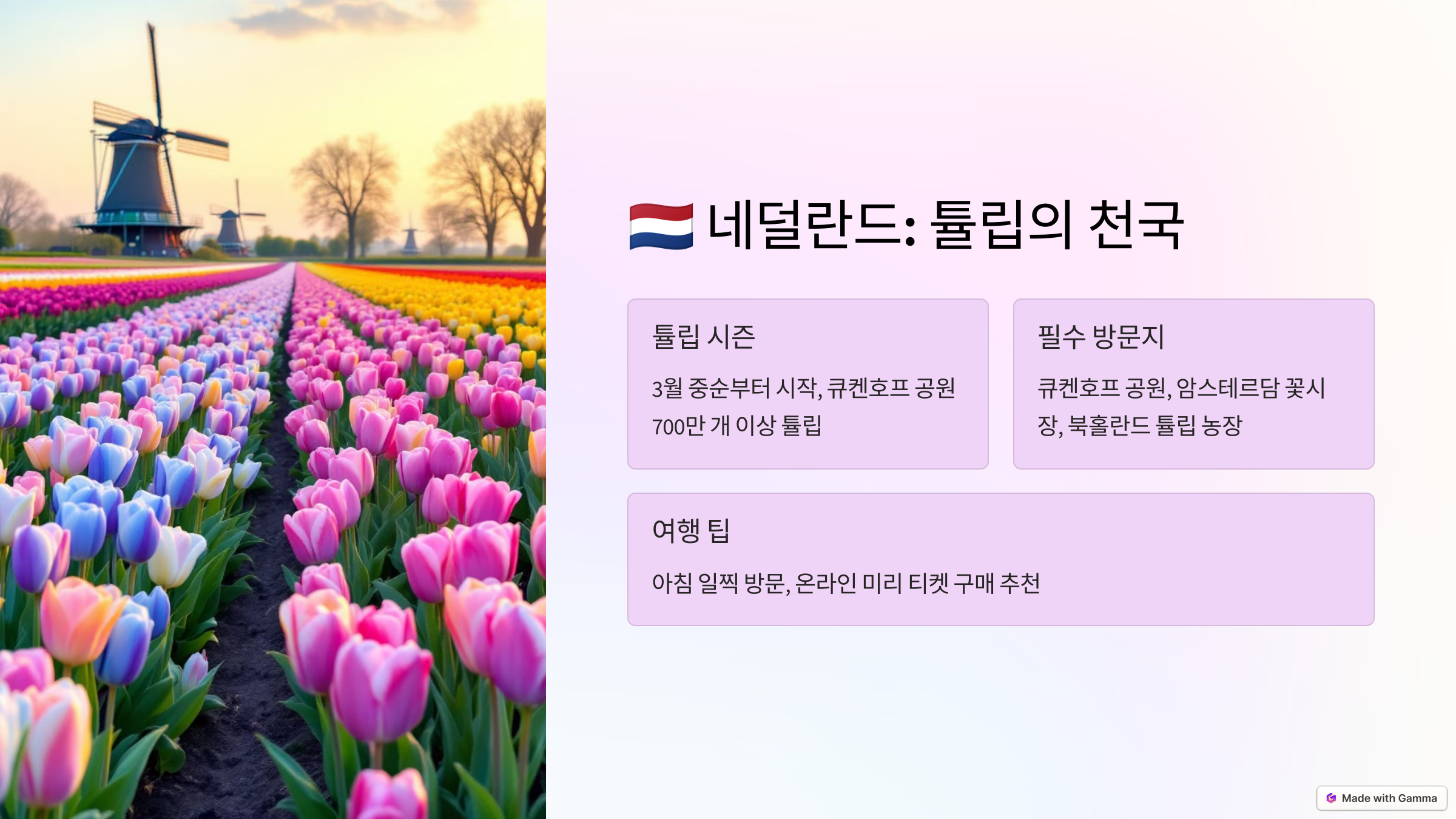 네덜란드: 튤립의 천국