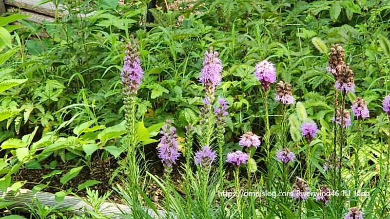 리아트리스 Blazing Star, Liatris spicata