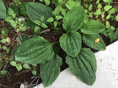 차전자피의 효능 핵심은 '이것'