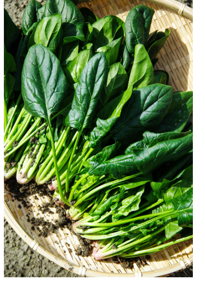 당뇨에 좋은 시금치 사진