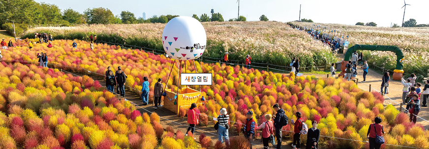 서울 하늘공원 억새축제 가볼까? 📸 야경+체험 꿀팁 정리