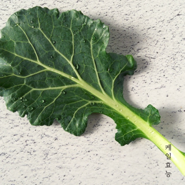 케일 효능 : 케일 효능 알고 드세요!