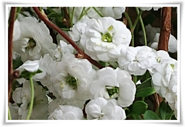 "설유화" 눈꽃보다 아름다운 꽃, 봄을 깨우는 순백의 기적!