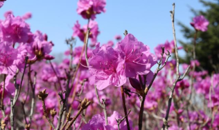 2025년 진달래 개화시기