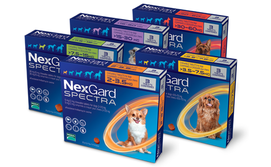강아지 심장사상충약 하트가드, 애드보킷, 넥스가드 구매하는 곳