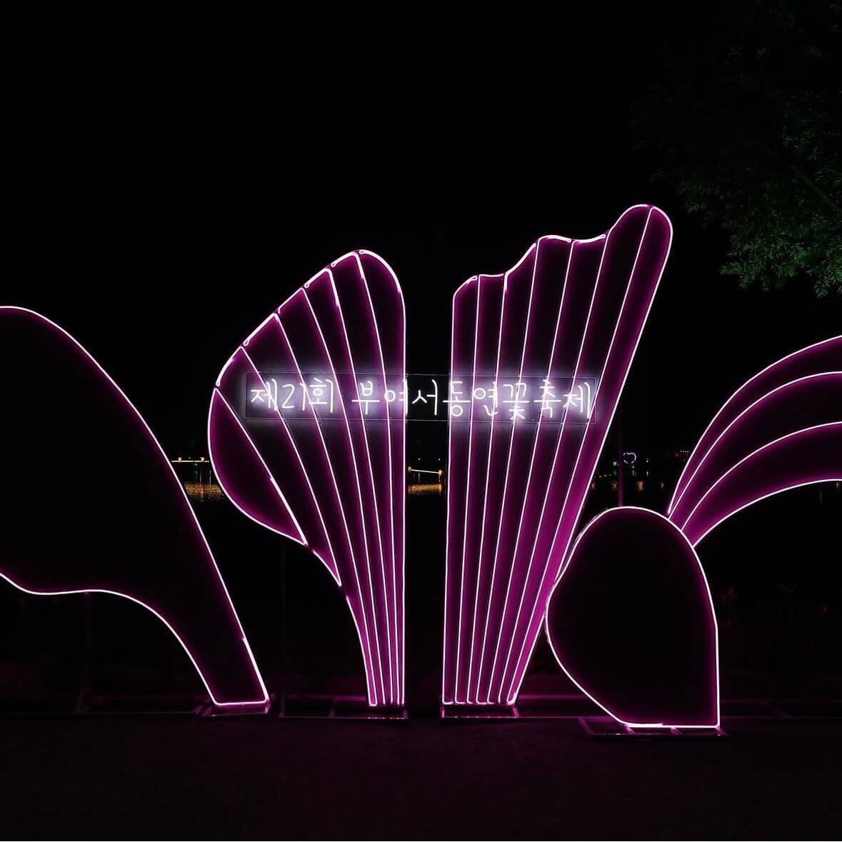 부여 궁남지 연꽃축제