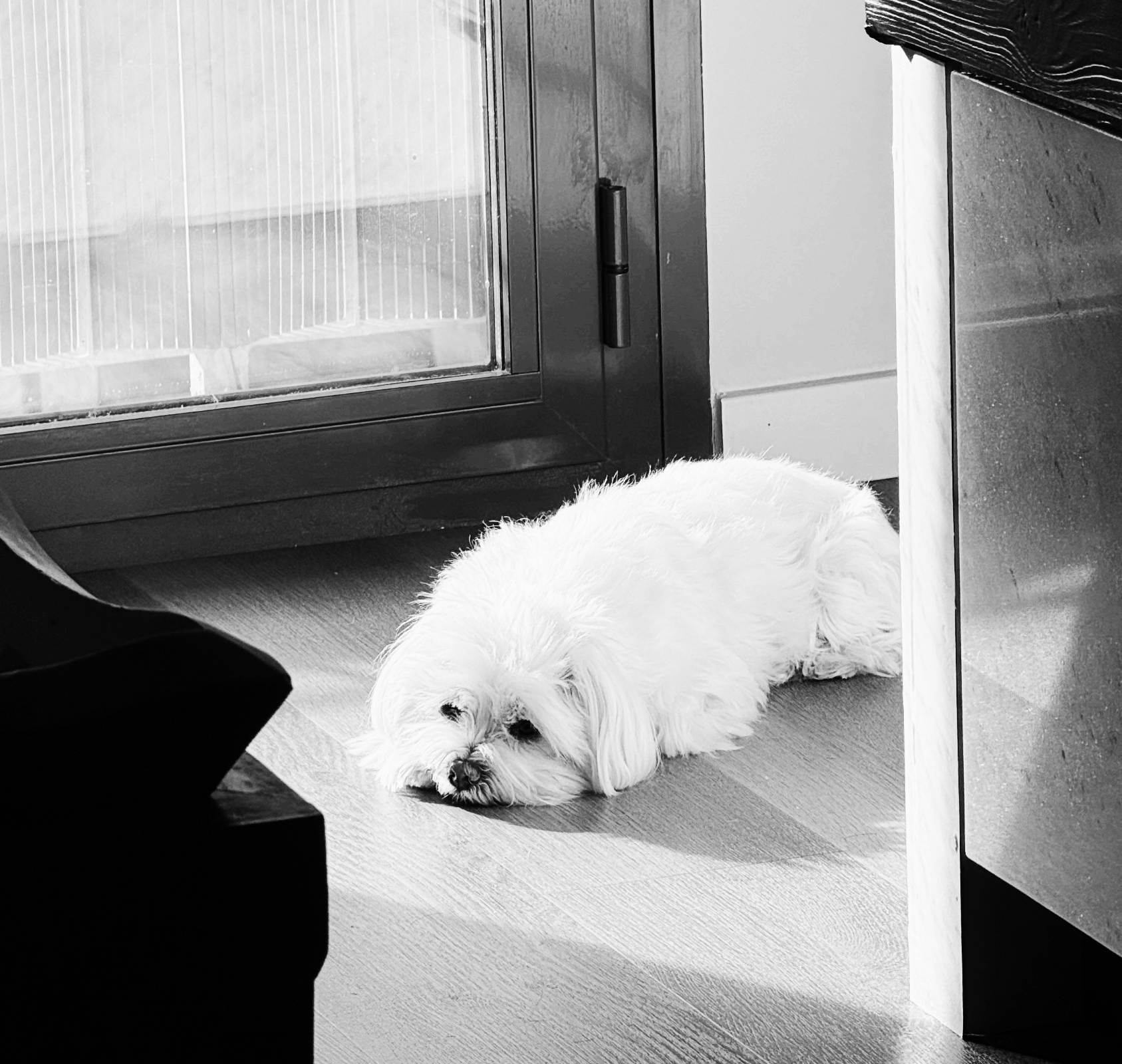 환경 변화가 반려동물의 감정 안정에 미치는 영향: 냄새·빛·기류·소리의 실질적 영향 분석