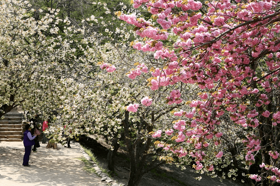 개심사 청벚꽃 개화시기