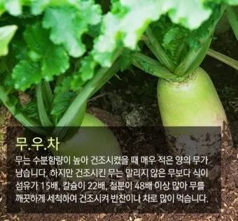 무우 효능 부작용 섭취 방법_14