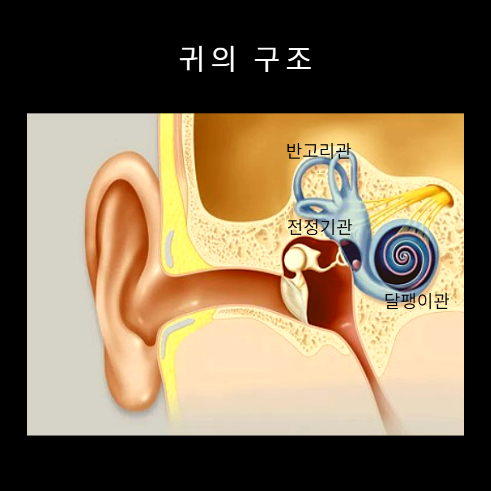 귀의-구조